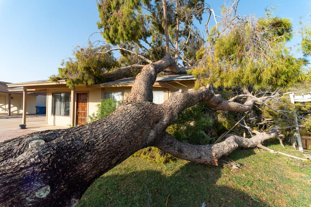 Natural Disaster Restoration tree fell on roof of house.