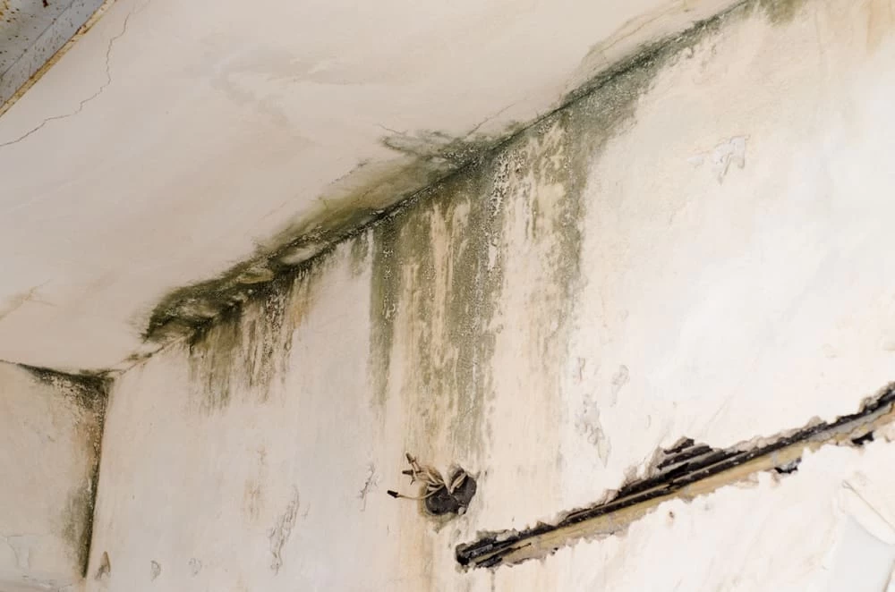 Water Damage Restoration mold on white wall.