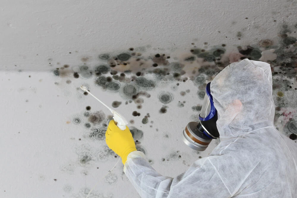 Man repairing mold damage on the kitchen wall and ceiling, part of the restoration process for water damage and mold remediation.