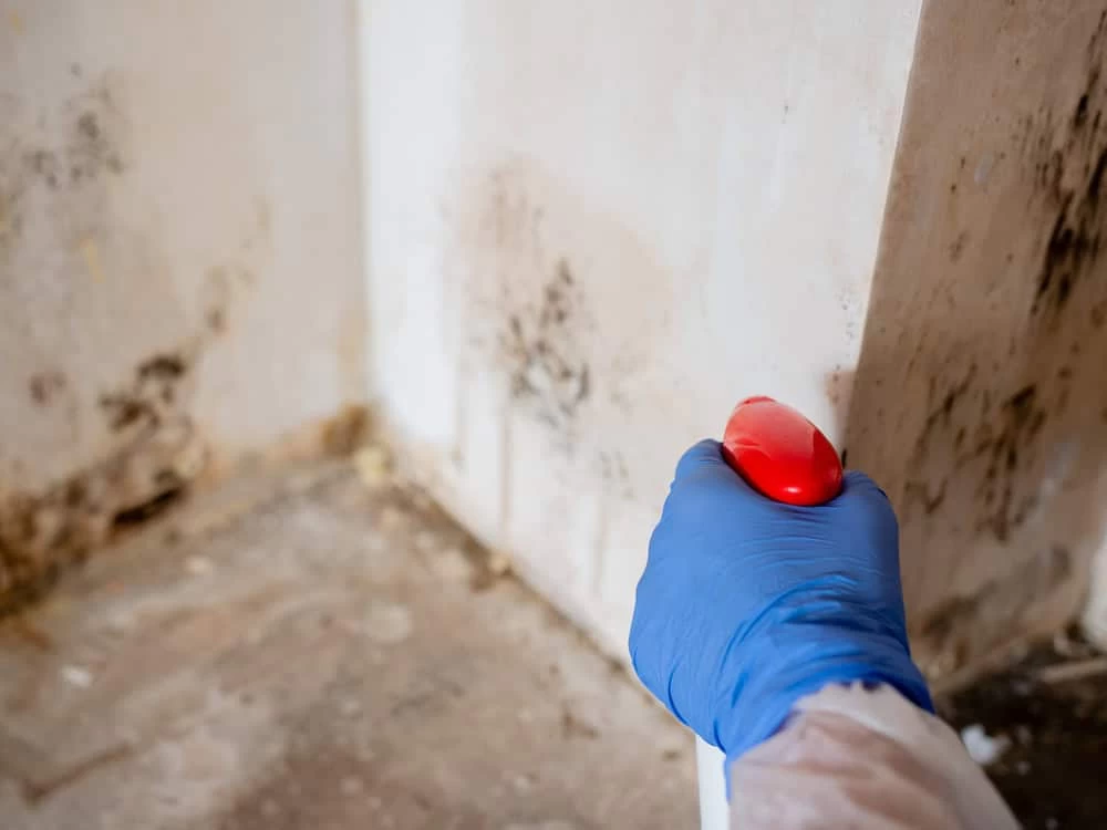 A person wearing a blue glove holds a red-handled spray bottle aimed at a moldy and stained corner wall, showcasing the expertise of Water Damage Restoration Services. The surroundings appear worn and discolored, highlighting the necessity for a skilled restoration company.