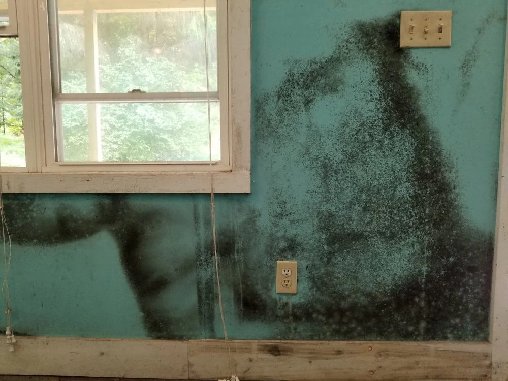 A wall with teal paint is heavily stained with black mold, clearly in need of mold removal. There are two electrical outlets and a light switch on the damaged wall. A window offering a glimpse of greenery is partially visible on the left, hinting at better times before water damage.