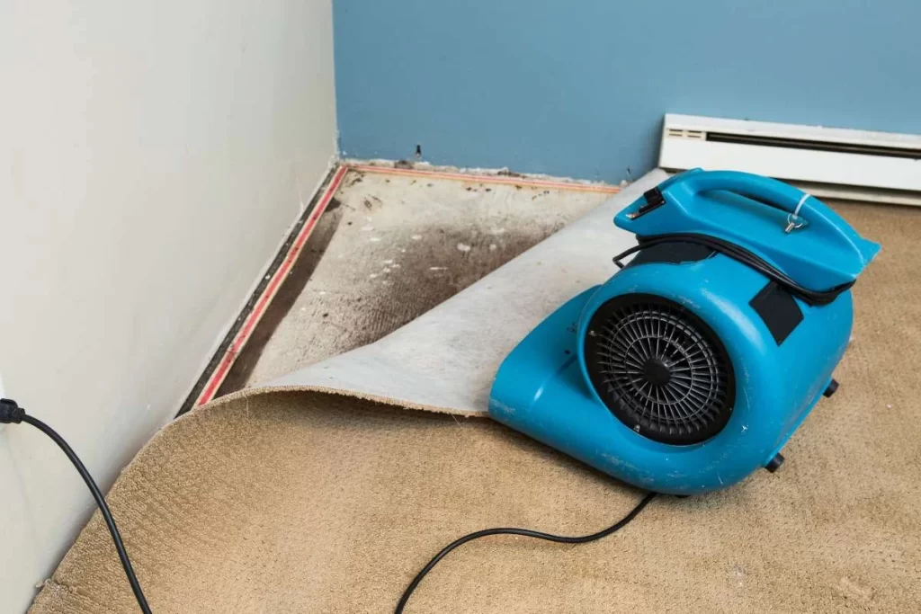 A blue carpet dryer from a restoration company is placed on partially lifted carpet in a room with blue and beige walls. The carpet edges reveal a damp, stained floor beneath, addressed by expert water damage restoration services.