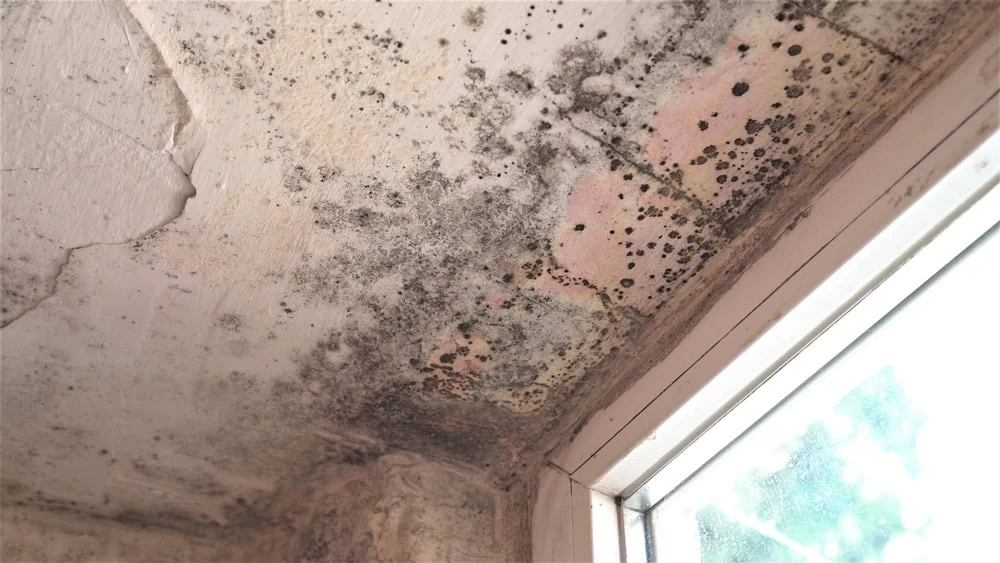 The ceiling corner shows visible water damage and mold growth near the window, with dark patches marring the discolored, cracked surface. Consider professional mold removal to address these issues effectively. The white window frame allows outside light to filter through the glass.