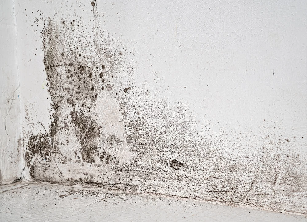 Black mold growing on a white wall corner signals the need for water damage restoration services. The spots, ranging from light gray to dark black, appear in irregular patterns, covering parts of the lower section and spreading upward. The floor is also visible, hinting at underlying issues.