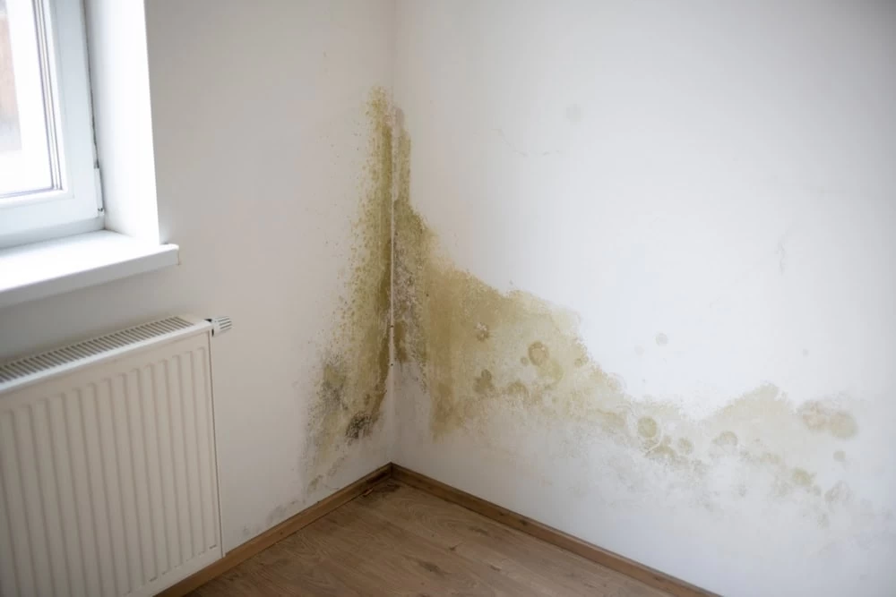 A corner of a room reveals water damage restoration needs, with a large patch of greenish-brown mold and mildew creeping up the white walls. A white radiator sits below a window on the left, above the wooden floor.