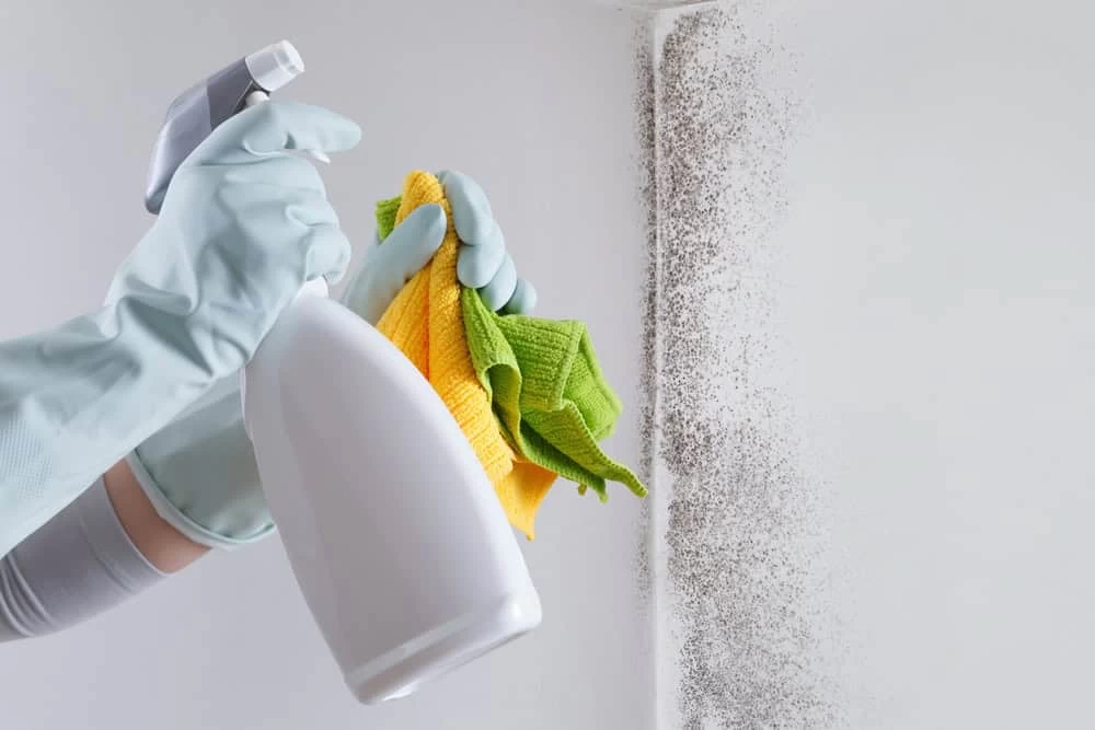 A person wearing gloves sprays cleaning solution from a white bottle onto mold in a wall corner, addressing potential water damage. They hold yellow and green cloths, ready to wipe the area, aiming to clean and remove mold growth as part of comprehensive restoration services.